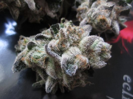Seed Junkie Seeds