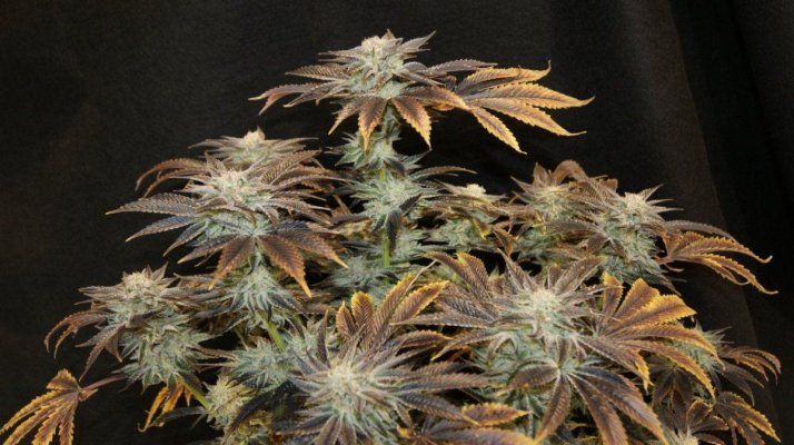 Sour Dawg - (aj Sour Diesel X Tres Dawg)