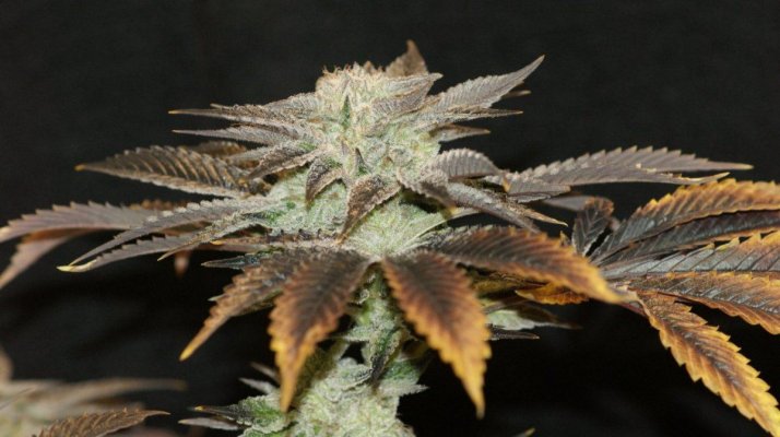 Sour Dawg - (aj Sour Diesel X Tres Dawg)