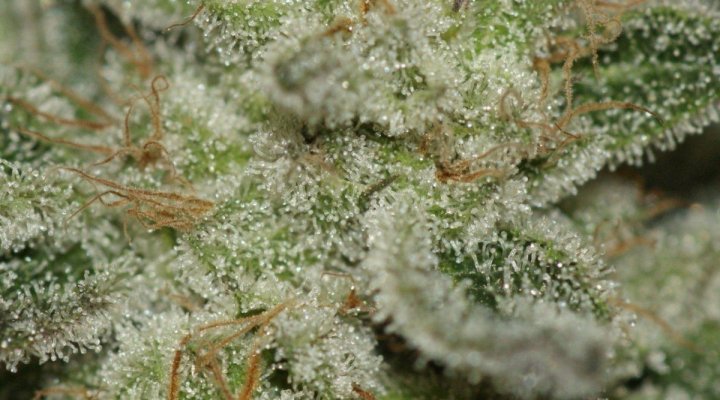 Sour Dawg - (aj Sour Diesel X Tres Dawg)