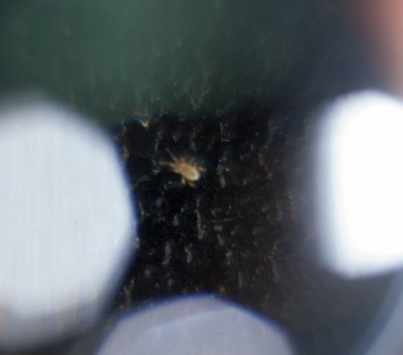 RA or soil mite scope 5.jpg