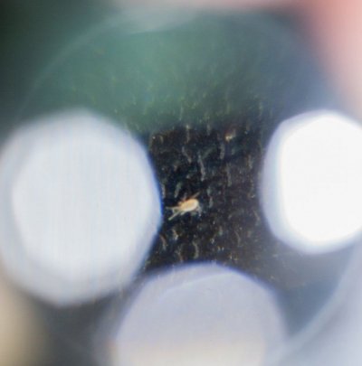 RA or soil mite scope 4.jpg