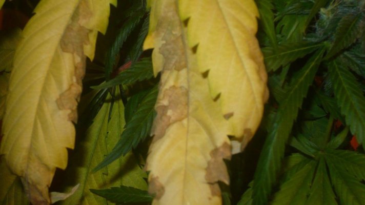 yellow-leave-and-necrosis-4.jpg