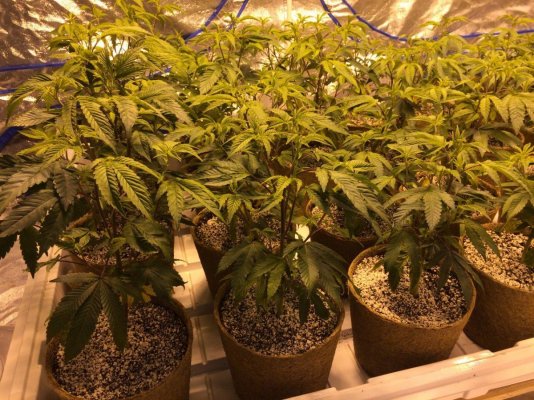 Kushman707's 4x8 Tent Grow W/ Gg#4