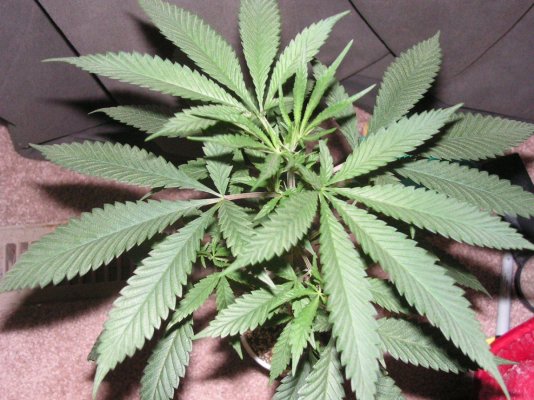 Jaws Chem Soda Og#1 And #2
