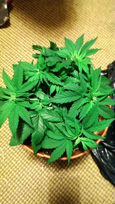 Simple Little Grow