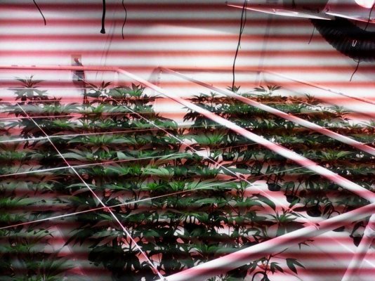 Highway To Hell,,my Second Grow