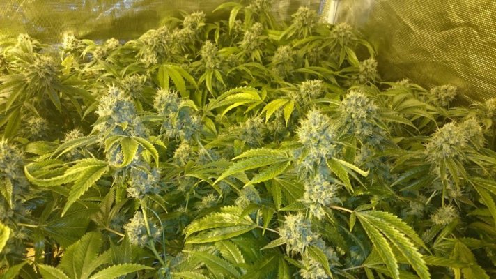= The BEST OG Kush Clone Only=