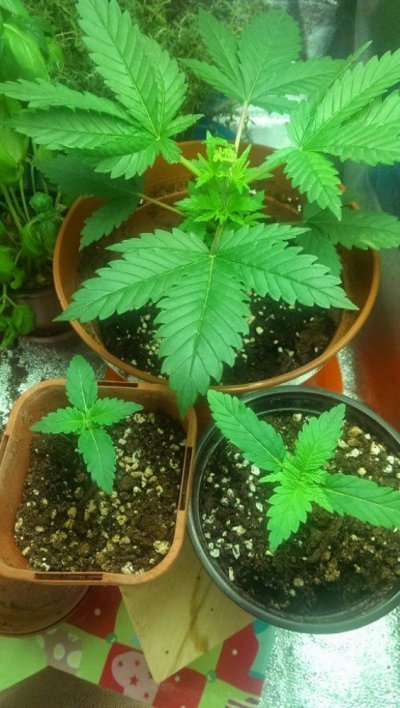 Simple Little Grow
