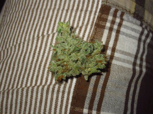 Michigan... Strains, pics, and whatever!