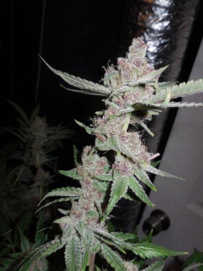The Relentless Pursuit Of The Dankest Strains