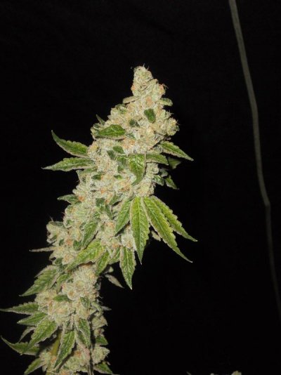 Girl Scout Cookies & Friends