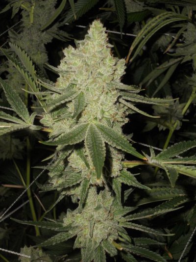 Let's See Your Frostiest Flowers