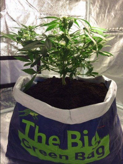 Simple Little Grow