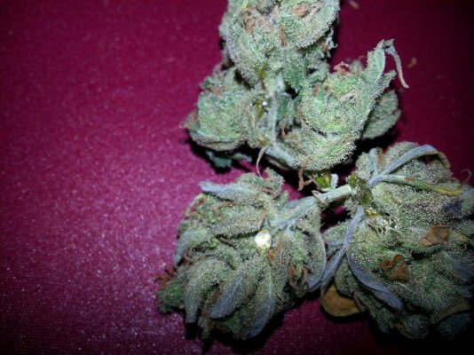 Sappy Lemon Haze?