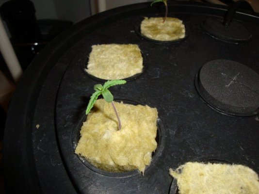 DSC01133.JPG