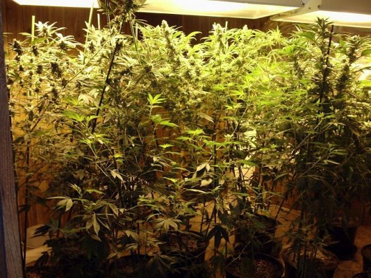 Tangerine Haze X Medicine Man At Day 49 And Bluz's Trees Of Flowers Pics