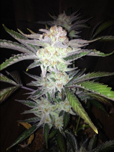 Cherry Wonka