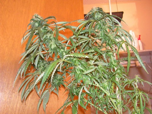 Pollen Sales
