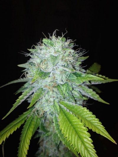Dark Gamma #3
