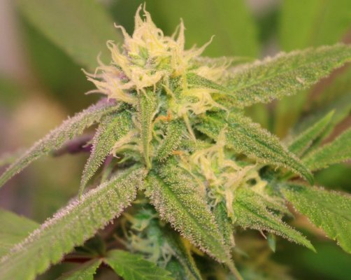 Gg#4, Killer Queen ( Lonestar's Cut ), An God's Gift An More In Paradise