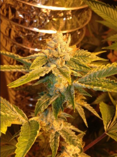 = The BEST OG Kush Clone Only=