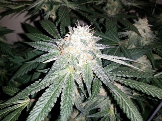 Yeti Scouts(yeti Ogxgsc Forum Cut), Push Og (bx1), Sfv Og ? Happy 2015 Come Join Me.