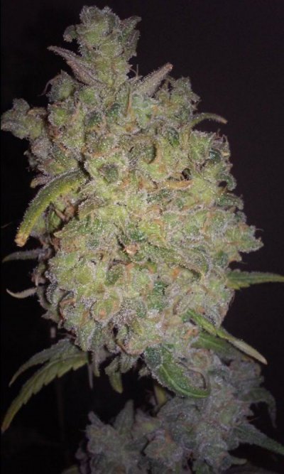 All Organic Closet Grow 150w Hps Thts It.