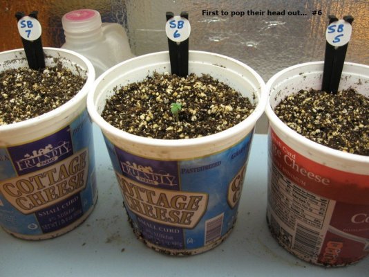 Planting seeds1