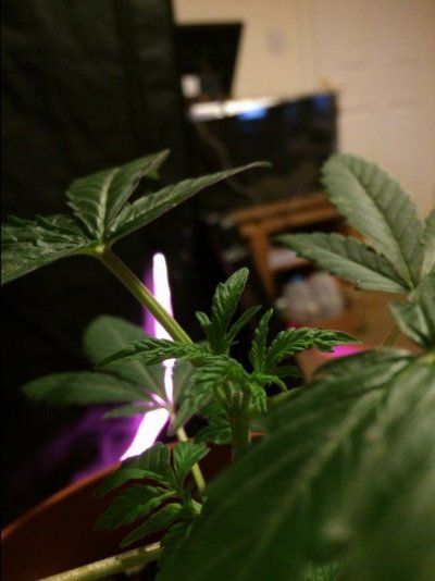 Simple Little Grow