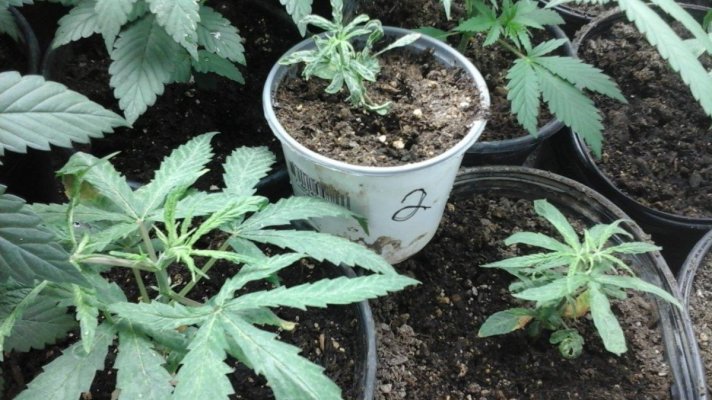 Testers/pheno Hunt For Greenhouse