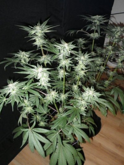 the garden full flower Jan2015 019.JPG