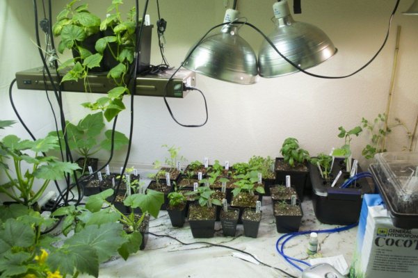Se's Indoor Veggies