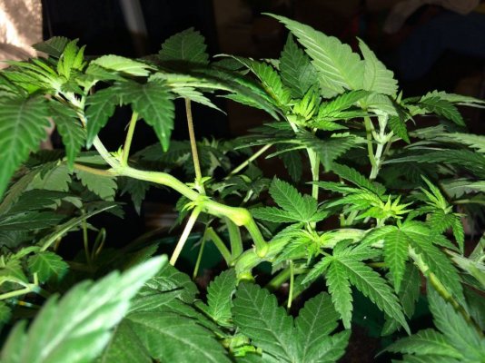 Simple Little Grow