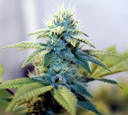 Gg#4, Killer Queen ( Lonestar's Cut ), An God's Gift An More In Paradise