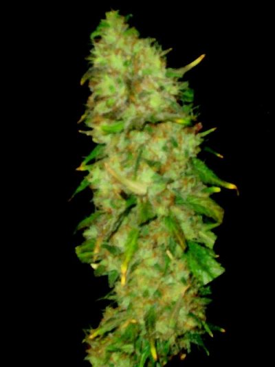 hydra harvest 100-1.JPG