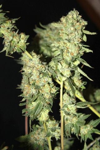 OG KUSH of the Roadhouse