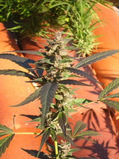 ultra fast <50 days SSH plant named Gold Rush