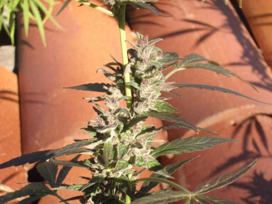 ultra fast <50 days SSH plant named Gold Rush