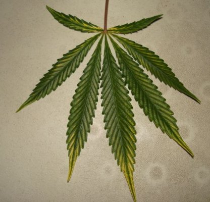 Medical Grow – Coco, 1200w. [Himalayan Gold & OG Kush]