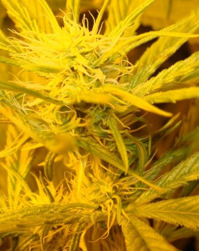 Medical Grow – Coco, 1200w. [Himalayan Gold & OG Kush]