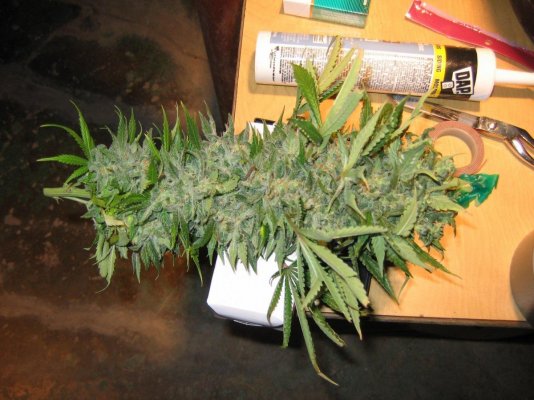 orange-krush-3.jpg