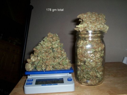 dry harvest report 007.JPG