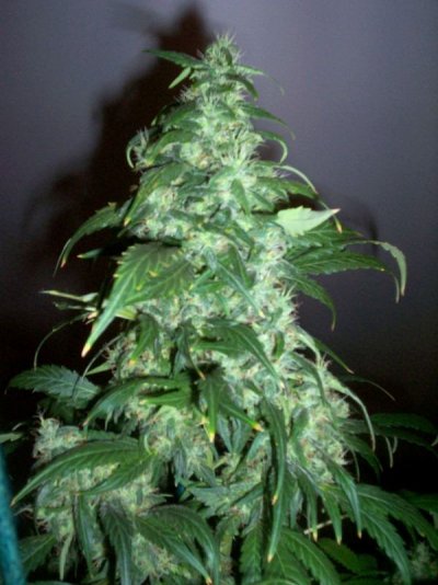 hps- mh-cfl 034.JPG