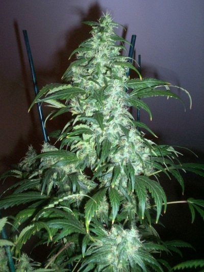 hps- mh-cfl 041.JPG