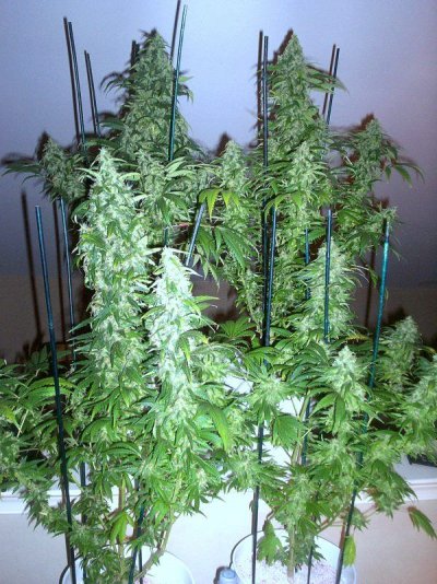 hps- mh-cfl 037.JPG