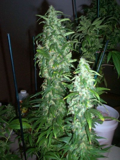 hps- mh-cfl 044.JPG