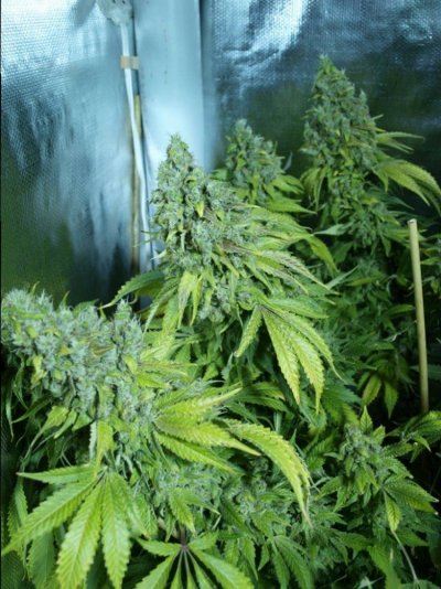 Michigan... Strains, pics, and whatever!