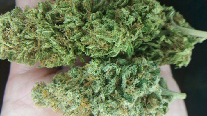 Some Bomb Strains & Buds
