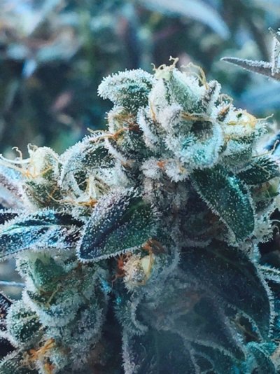 Michigan... Strains, pics, and whatever!